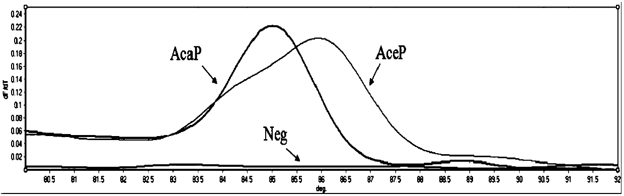 SNP molecular marker ITS197 for detecting dog-derived Ceylon hookworms and ancylostoma caninum, primer and application thereof