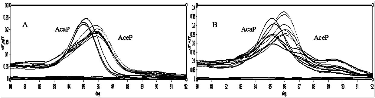 SNP molecular marker ITS197 for detecting dog-derived Ceylon hookworms and ancylostoma caninum, primer and application thereof