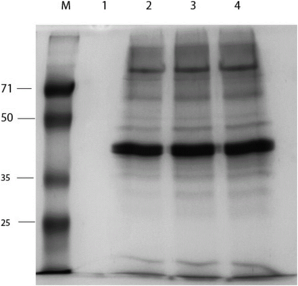 Immobilized organic phosphorus pesticide degrading enzyme as well as preparation method and application thereof