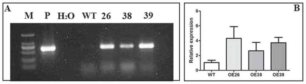 Du pear transcription factor pbrwrky40 and its application in increasing plant total acid content and genetic improvement of salt tolerance