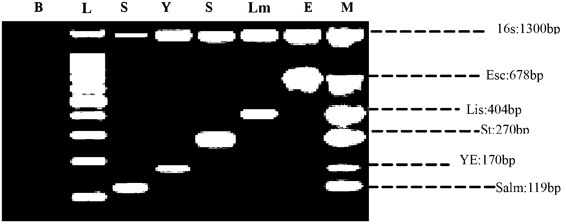 Quintuple PCR (polymerase chain reaction) rapid detection method for main pathogenic bacteria in pork