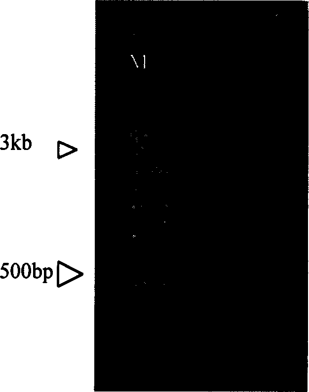 Human oral cavity epithelial proto cancer-tumor cell cDNA library and its preparing method