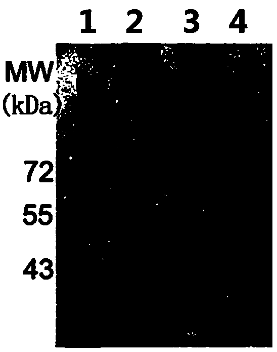 Preparation method of core-shell type boryl magnetic microsphere capable of greatly enriching glycoprotein