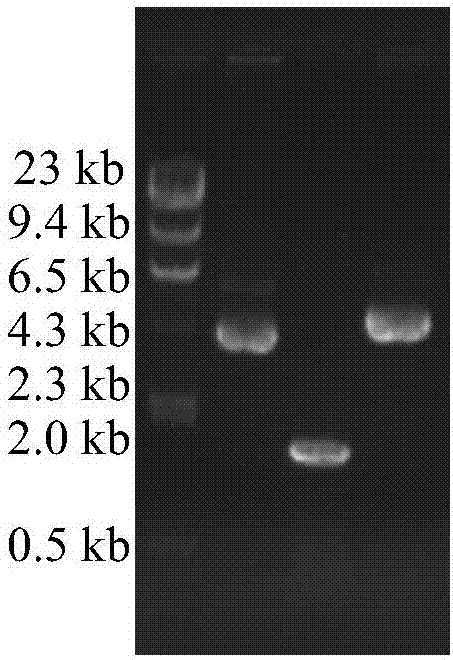 Method for improving sucrose fermentation performance of Saccharomyces cerevisiae and application thereof