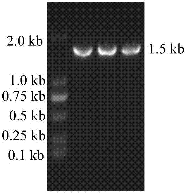 Method for improving sucrose fermentation performance of Saccharomyces cerevisiae and application thereof