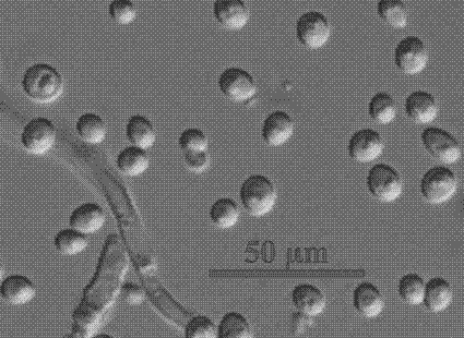 Sweet wine koji, and production method thereof