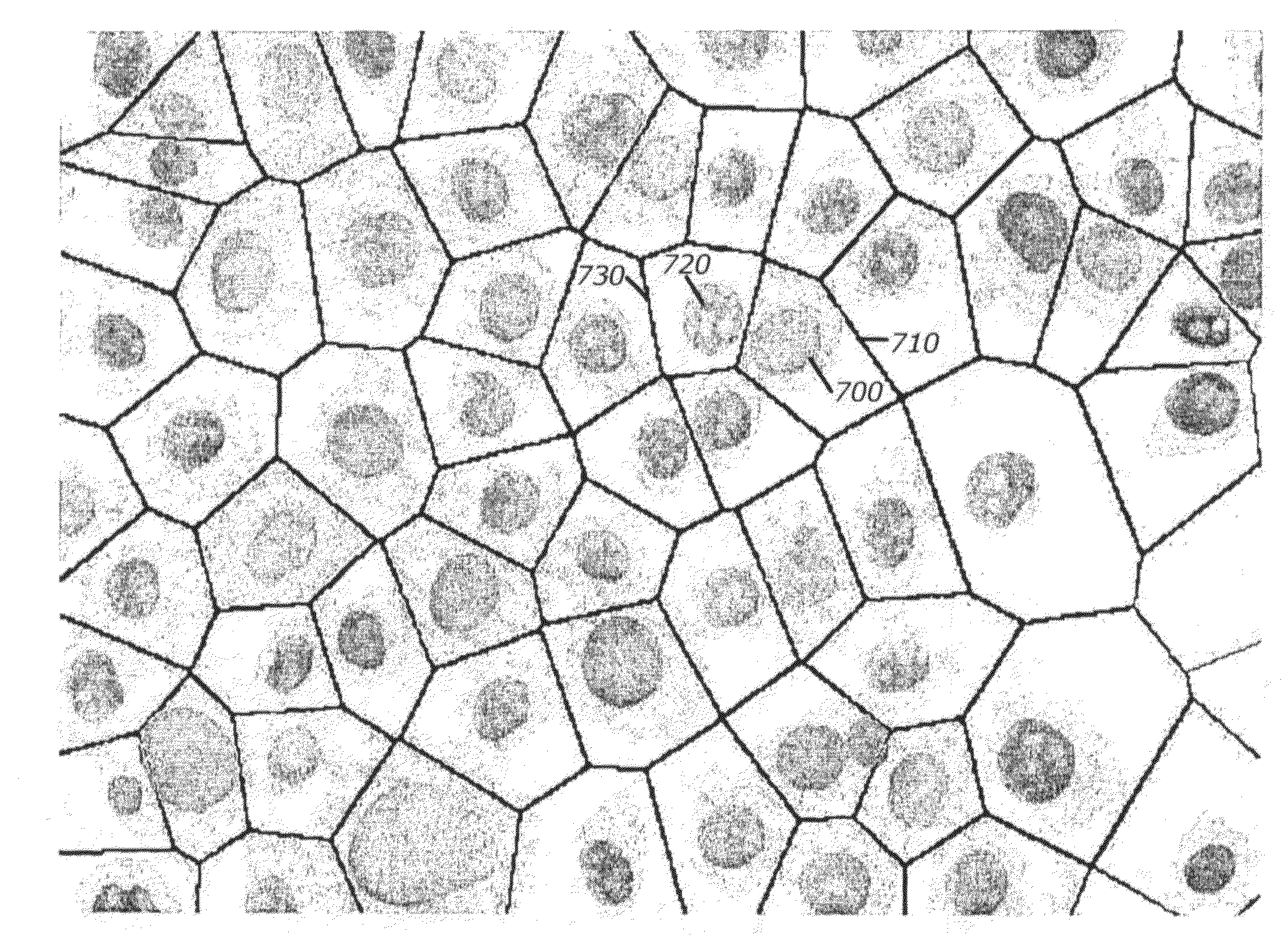 System and method for automatic color segmentation and minimum significant response for measurement of fractional localized intensity of cellular compartments