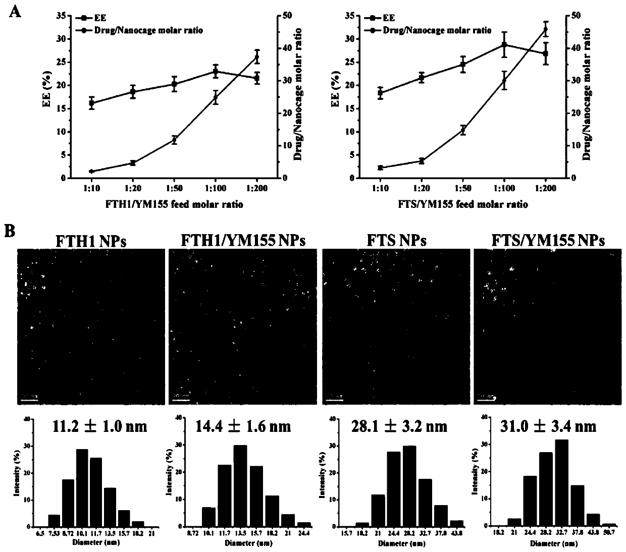 Survivin dual inhibitor loaded ferritin nanoparticles as well as preparation method and application thereof