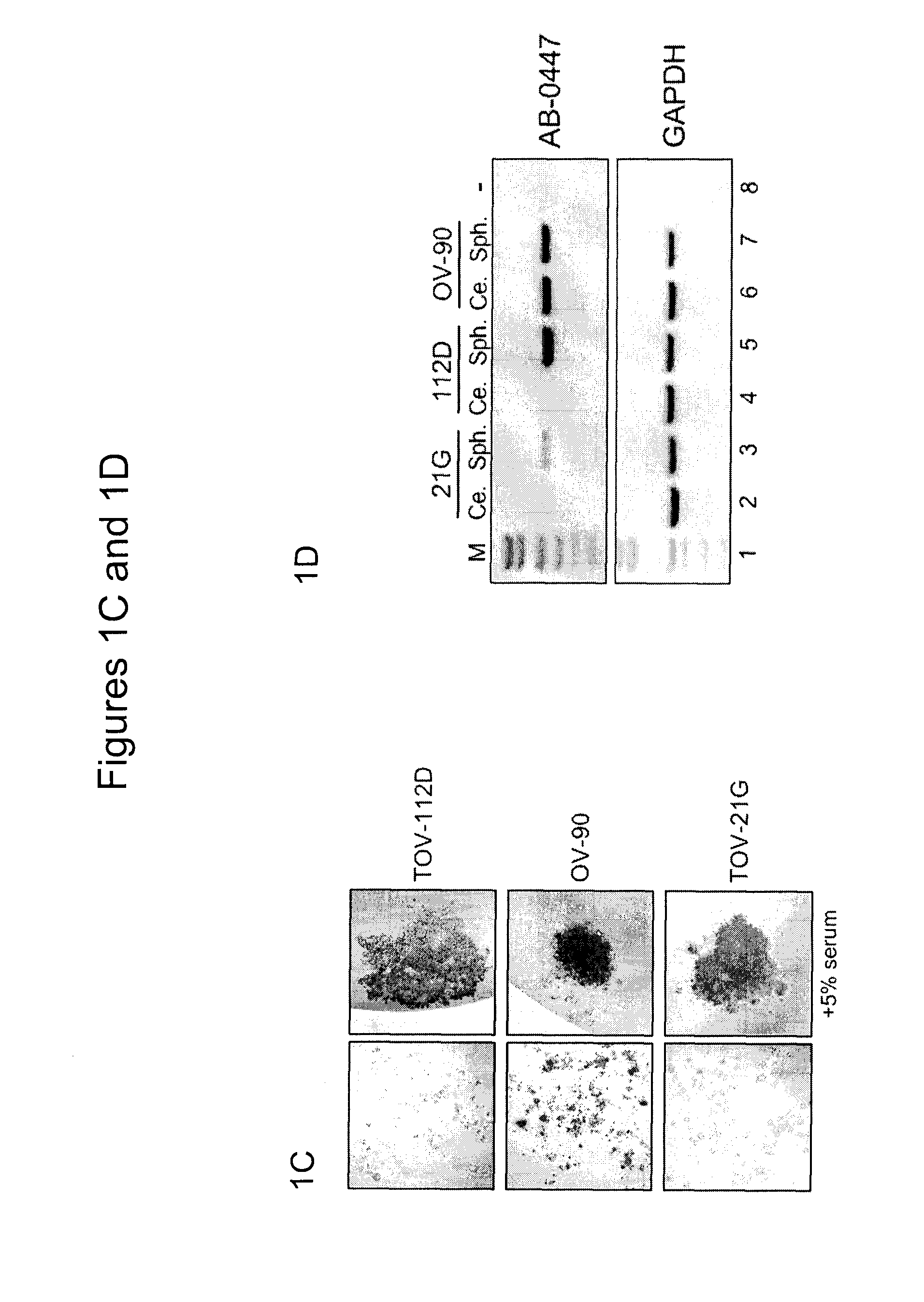 Antibodies that specifically block the biological activity of a tumor antigen