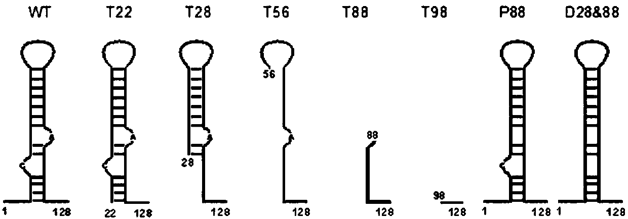 Method for controlling expression ratio of different genes through prokaryotic cell post-transcriptional level