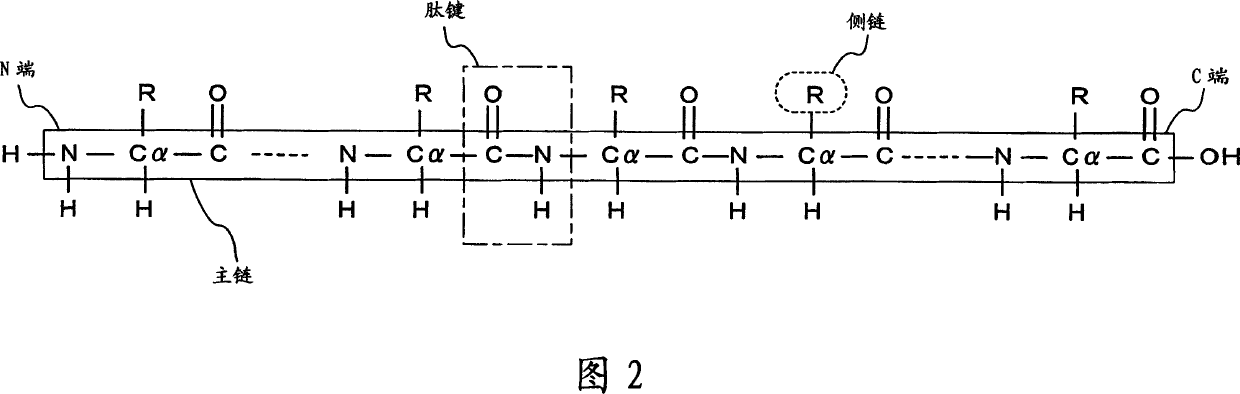 Apparatus for predicting stereostructure of protein and prediction method