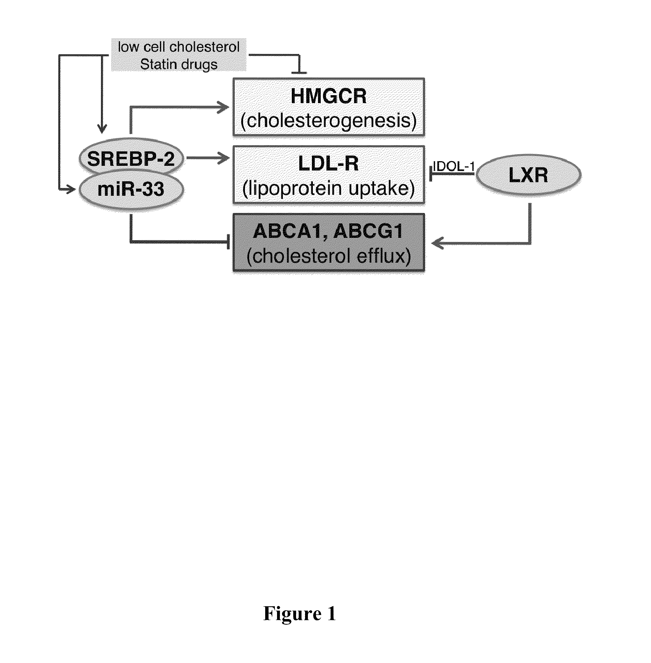 Methods and compositions for the management of cardiovascular disease with oligonucleotides