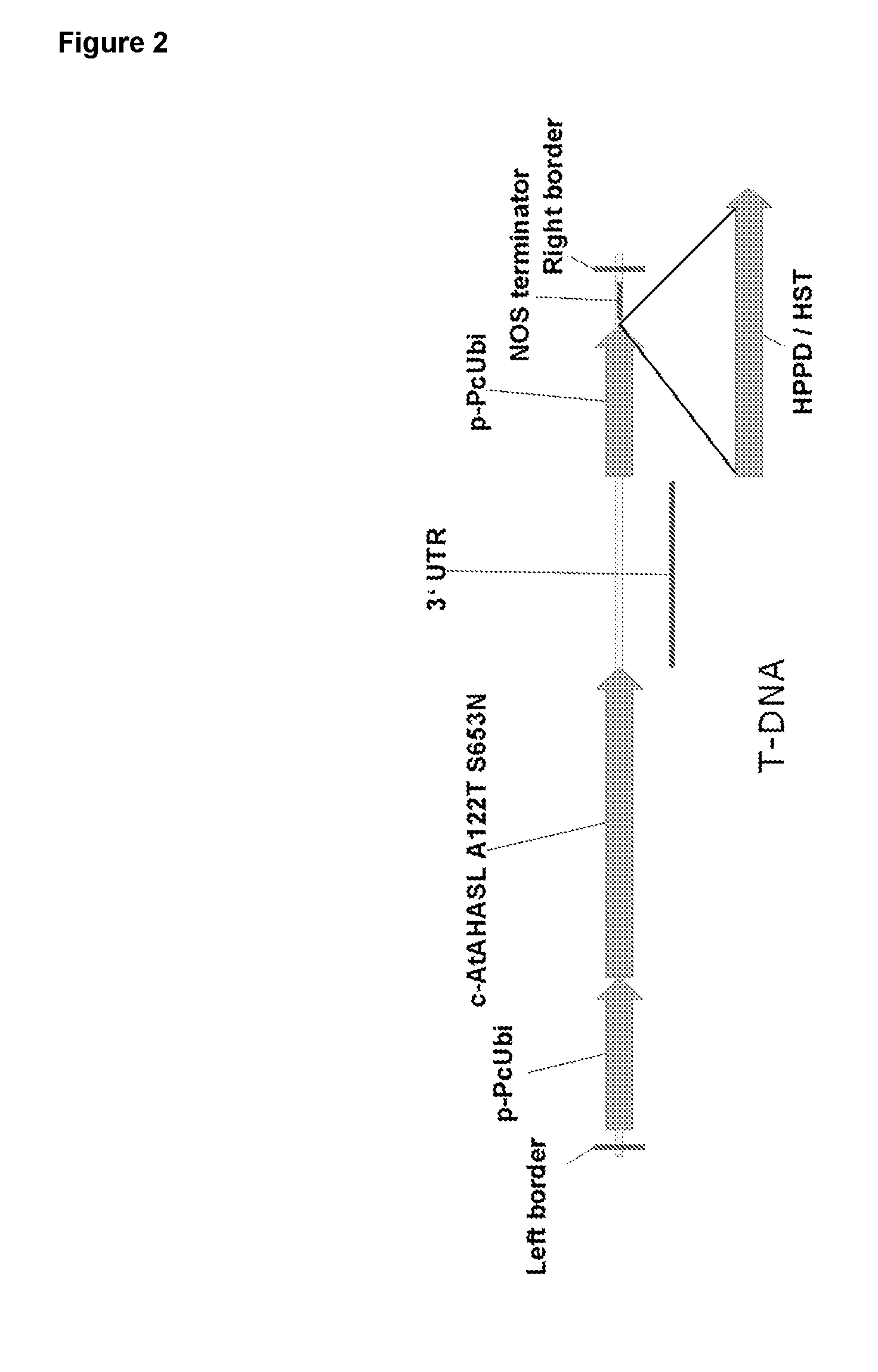 Herbicide-resistant hydroxyphenylpyruvate dioxygenases