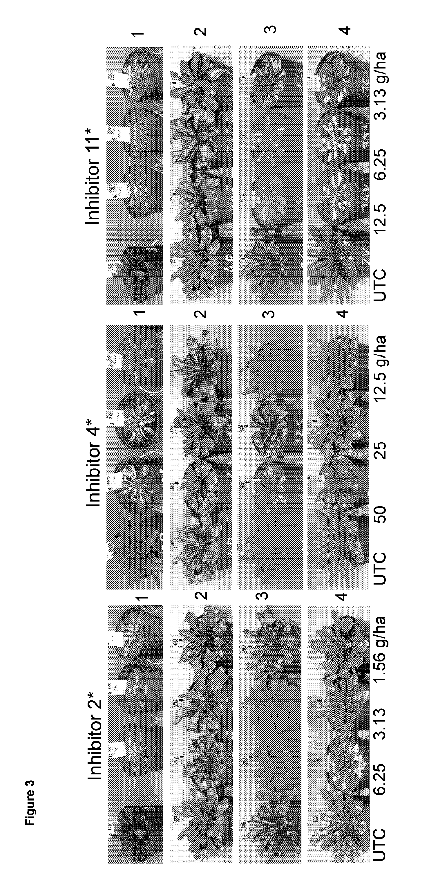 Herbicide-resistant hydroxyphenylpyruvate dioxygenases