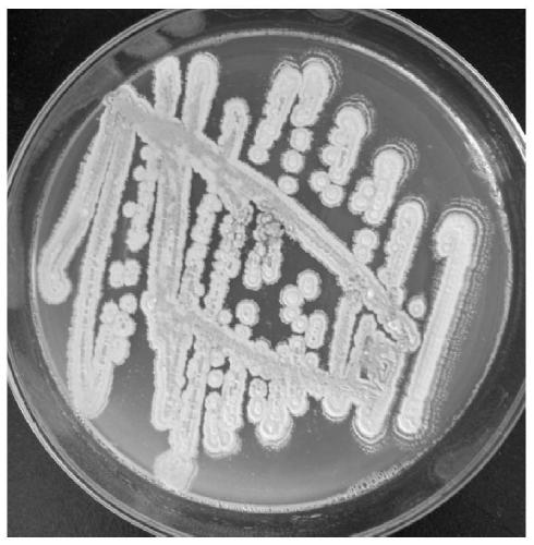 Microbial agent for repairing garlic continuous cropping soil and preparation method and application thereof