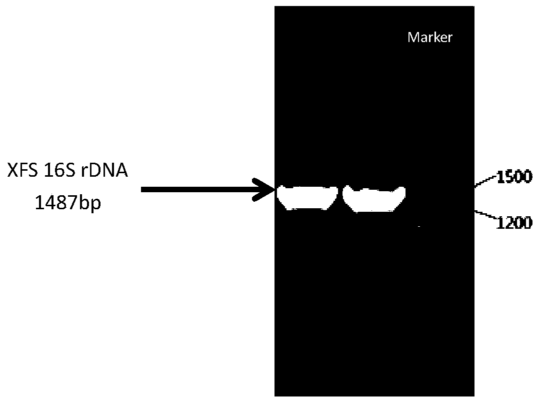 Microbial agent for repairing garlic continuous cropping soil and preparation method and application thereof