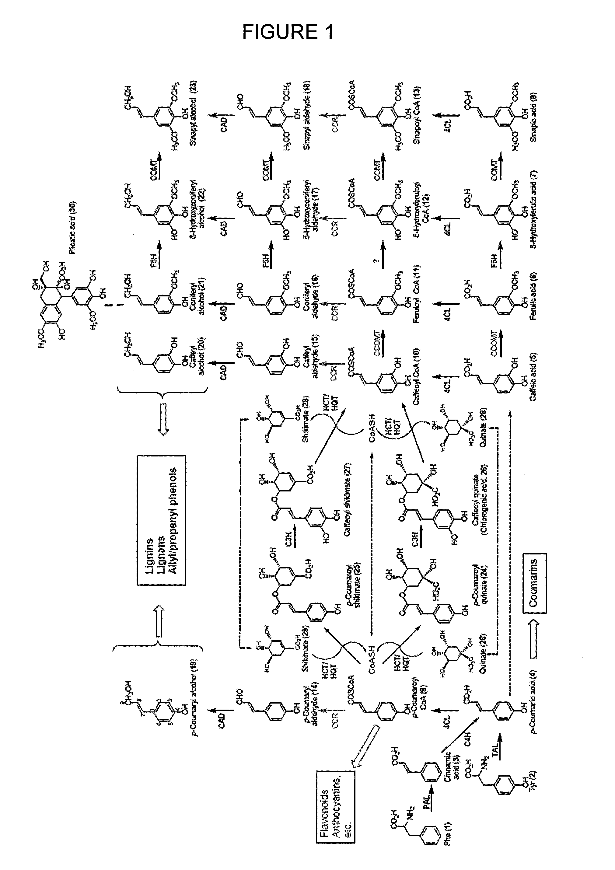 Genes encoding chavicol/eugenol synthase from the creosote bush larrea tridentata