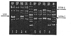 SCAR markerer of sorghum head smut resistance germ No. 3 physiological strain