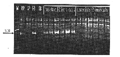 SCAR markerer of sorghum head smut resistance germ No. 3 physiological strain