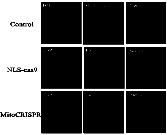 A method for targeted editing of the mitochondrial genome using CRISPR/Cas9