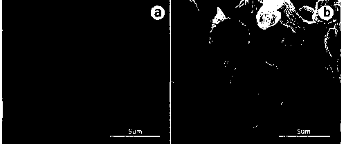 Preparation method of self-assembled ultrathin flower-like nickel cobalt phosphide electrocatalytic material