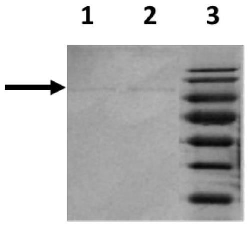 Monoclonal antibody 10G12 and application thereof