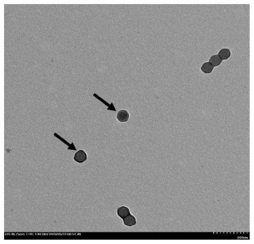 Monoclonal antibody 10G12 and application thereof