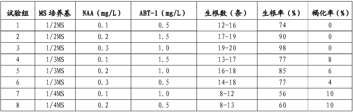 Rooting culture method for tissue culture seedlings of melaleuca alternifolia