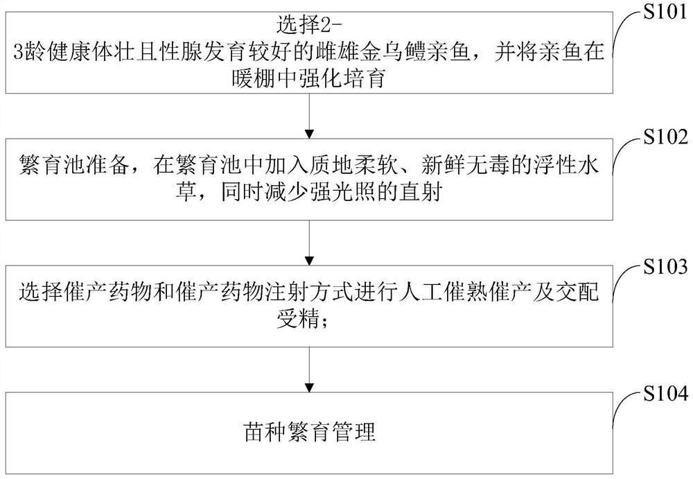 Artificial breeding method of golden snakehead