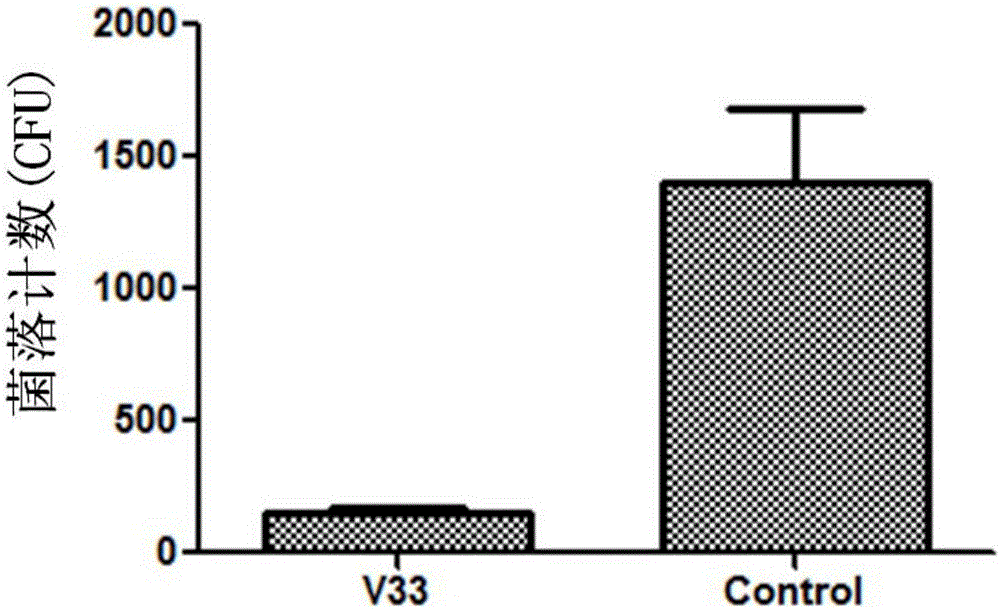 Marine bacterium capable of antagonizing pathogenic vibrio splendidus and application of marine bacteria