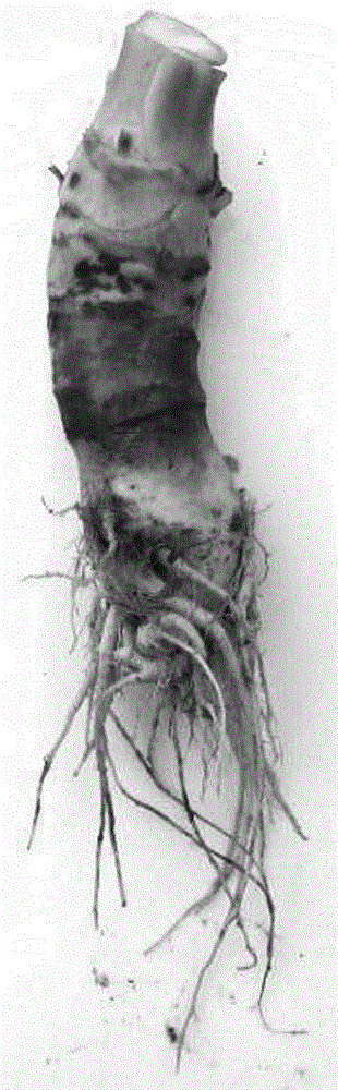 Method for creating germ plasma through distant composite hybridization of tuber mustard and radishes