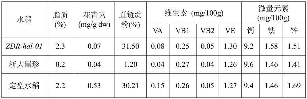 A kind of breeding method of black endosperm high anthocyanin rice