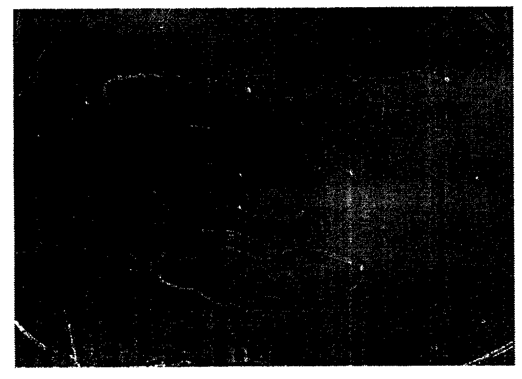 Highly-elastic non-supported environmentally-friendly gel mask and preparation method thereof