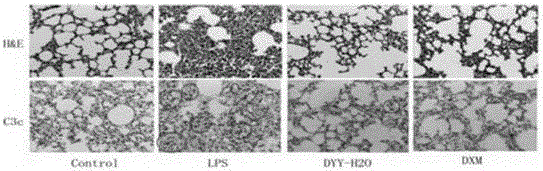 Application of membrane-source-opening beverage in preparation of acute lung injury resisting medicine