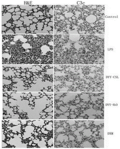 Application of membrane-source-opening beverage in preparation of acute lung injury resisting medicine