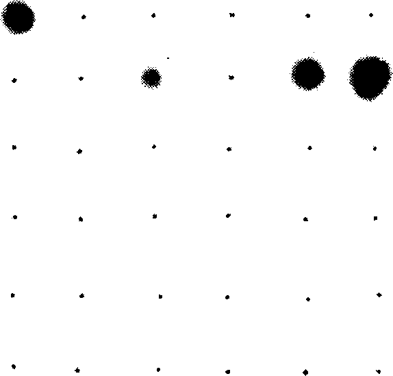 Method for detecting aquatic animal pathogenic bacteria by using ribosome interoperonic region probe