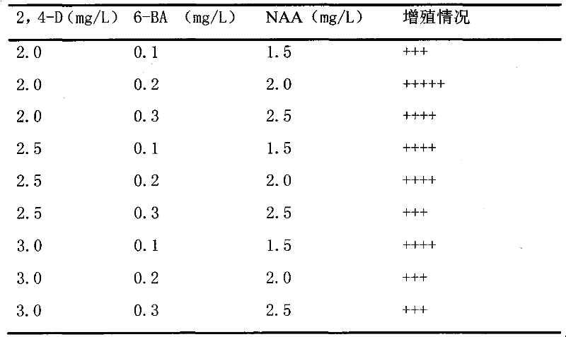 Induction method of rosa chinensis receptacle callus tissues