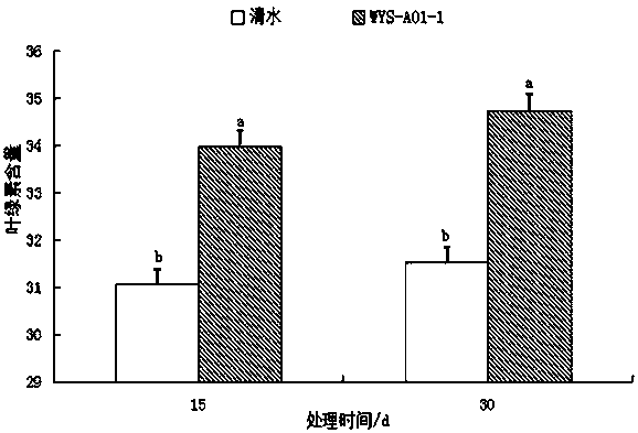 Strain of endophytic phosphate-solubilizing, potassium-solubilizing and nitrogen-fixing acinetobacter calcoaceticus and application thereof