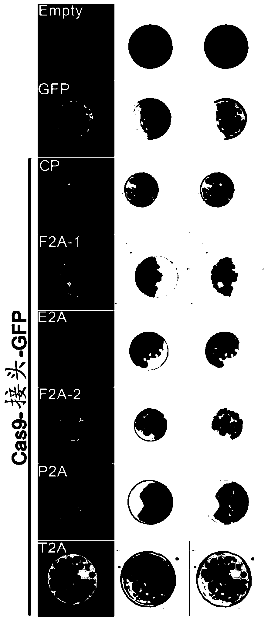 CRISPR/Cas9 system and method for efficiently producing mutant plants without carrying transgenic elements in plants