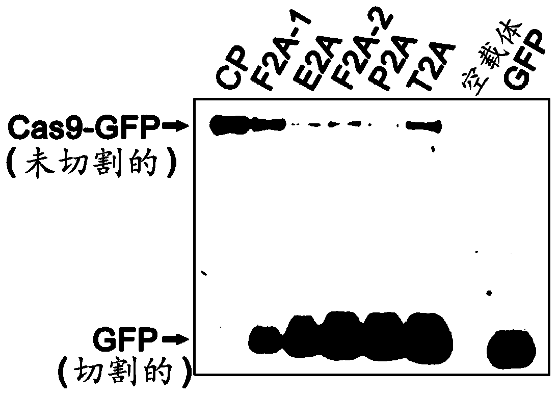 CRISPR/Cas9 system and method for efficiently producing mutant plants without carrying transgenic elements in plants