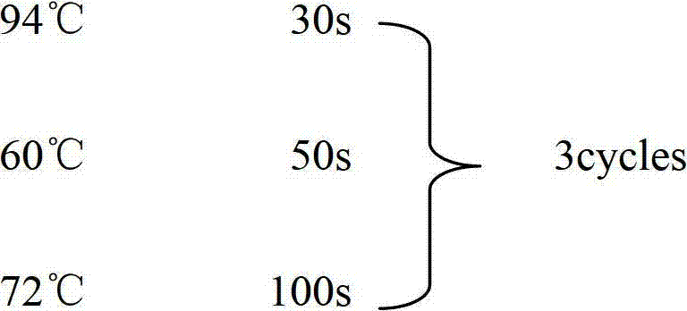 Rapid detection kit and detection method for multiple virulence factor GeXP of vibrio coralliilyticus