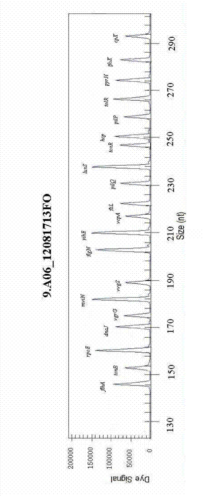 Rapid detection kit and detection method for multiple virulence factor GeXP of vibrio coralliilyticus