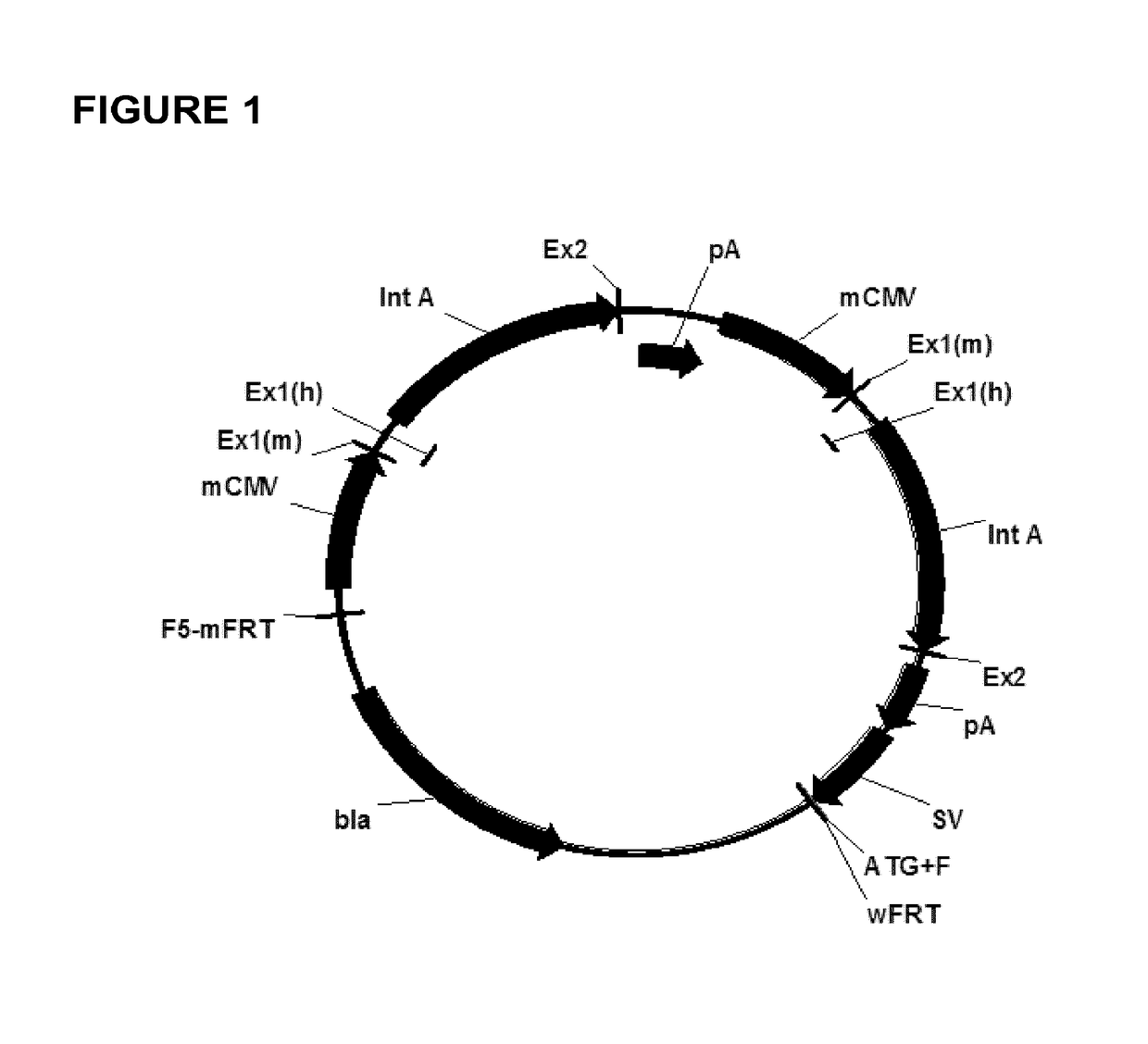 Expression vectors comprising chimeric cytomegalovirus promoter and enhancer sequences