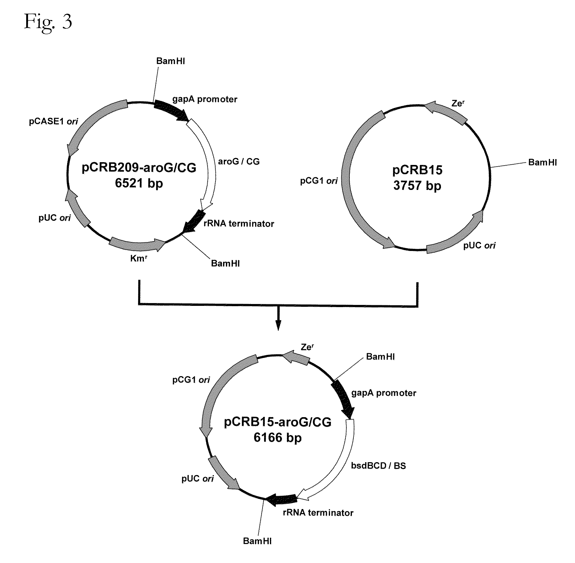 Coryneform bacterium transformant and process for producing phenol using the same