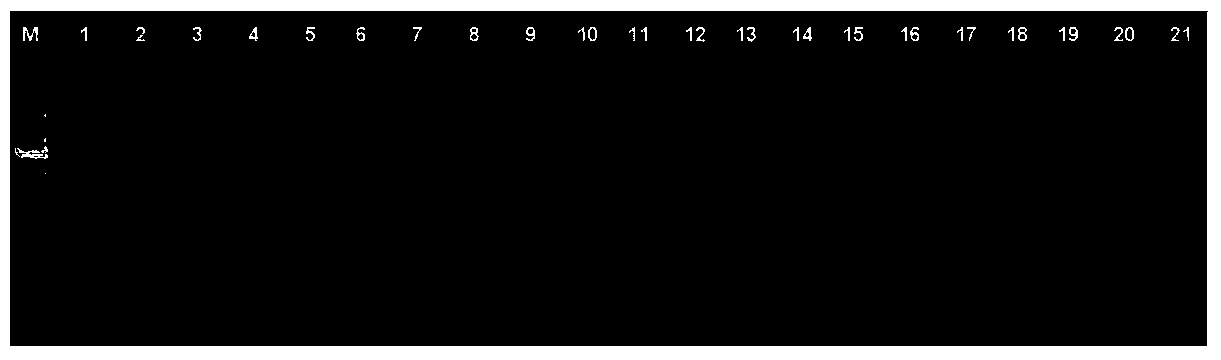 Tobacco reference genes screened by use of gene chip and combination of real time PCR (polymerase chain reaction) and method thereof