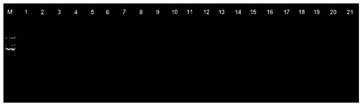 Tobacco reference genes screened by use of gene chip and combination of real time PCR (polymerase chain reaction) and method thereof