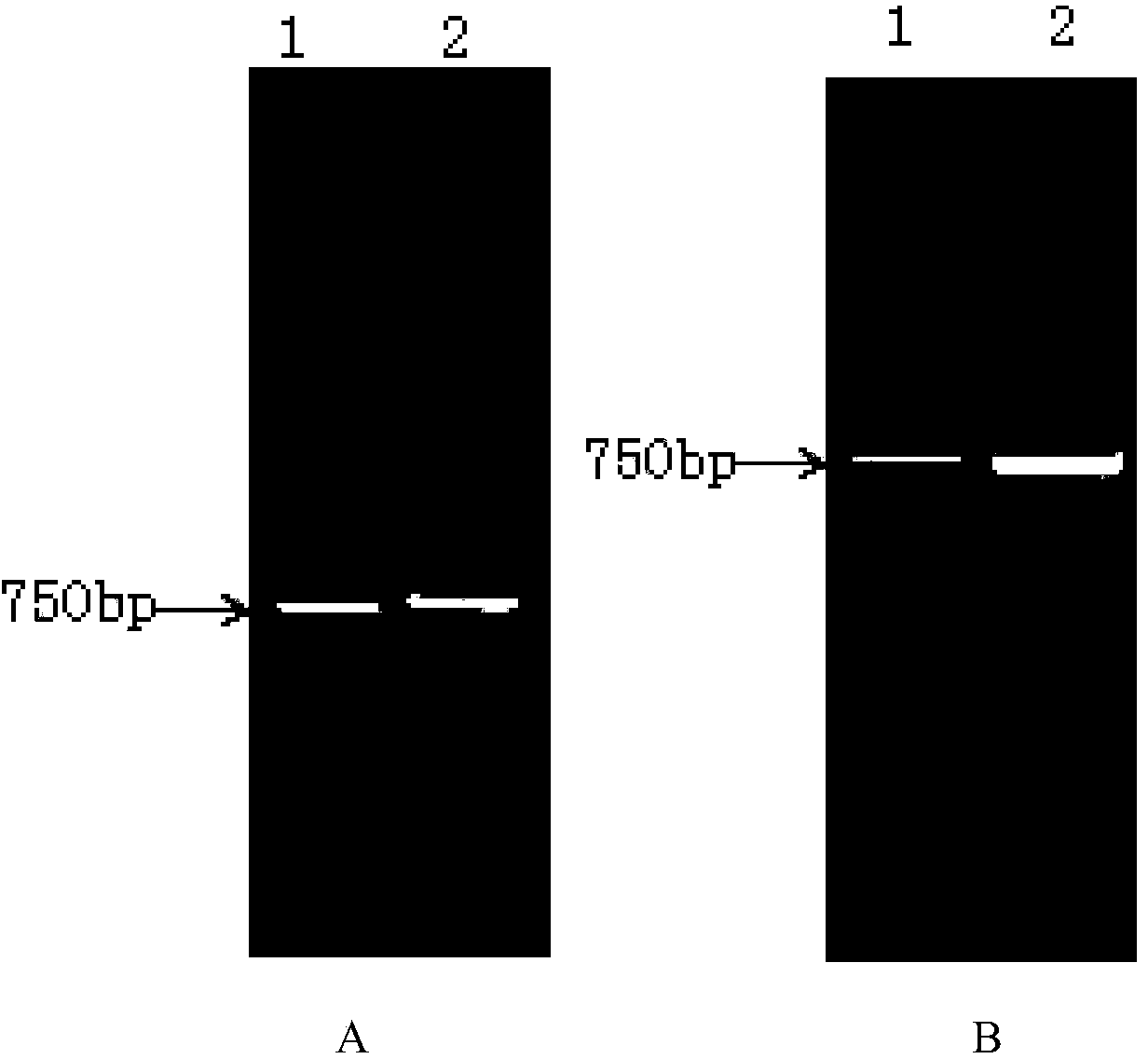 A method of indentifying brucella natural infection or immunifaction for livestock