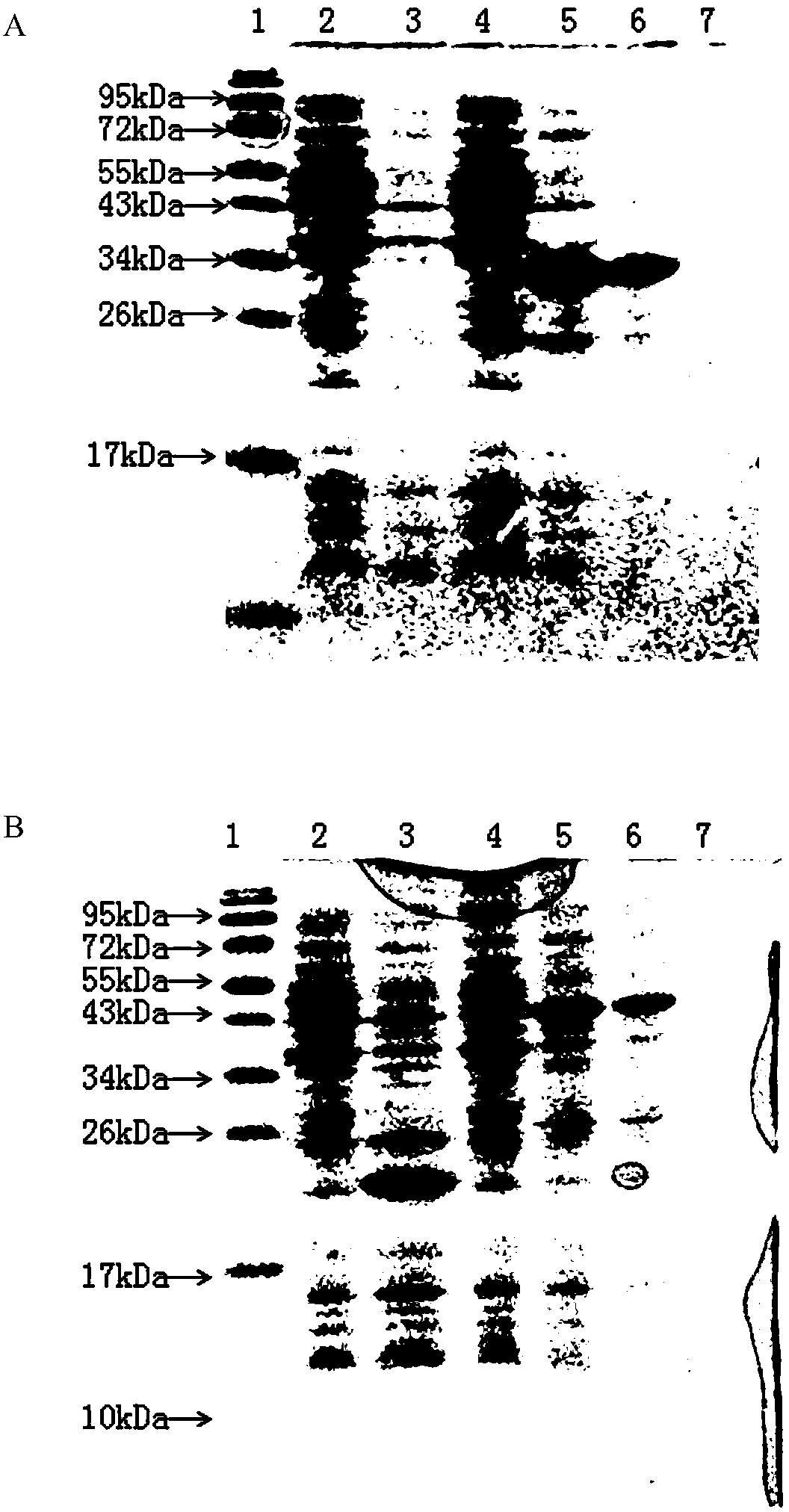 A method of indentifying brucella natural infection or immunifaction for livestock