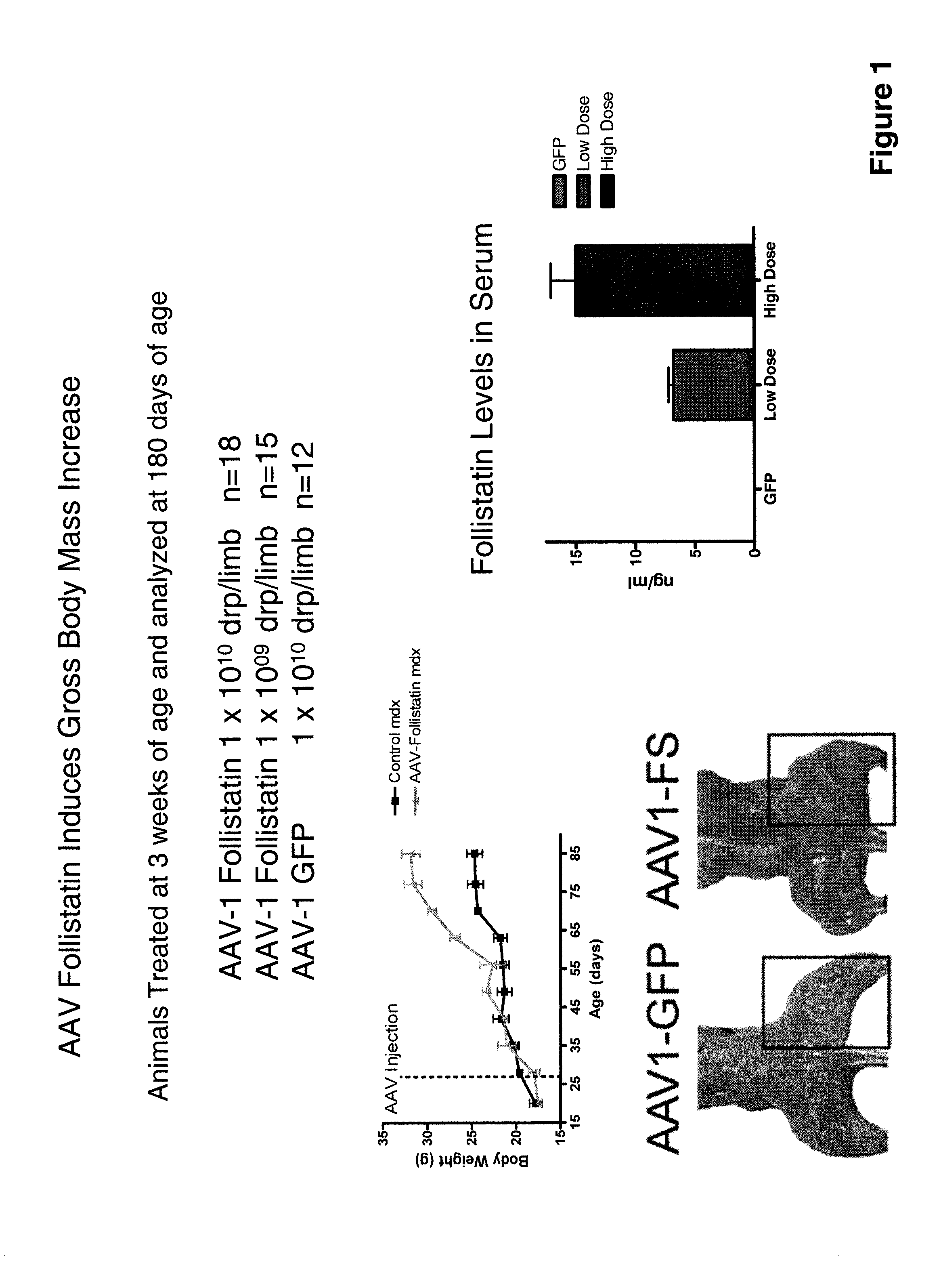 Myostatin inhibition for enhancing muscle and/or improving muscle function