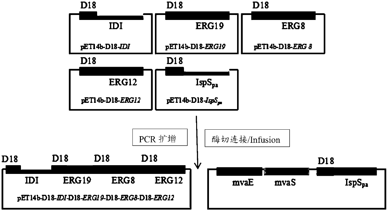 Genetic engineering stain for improving yield of isoprene and construction method and application thereof